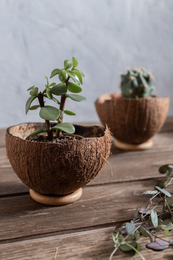 Table Planter from coconut shell