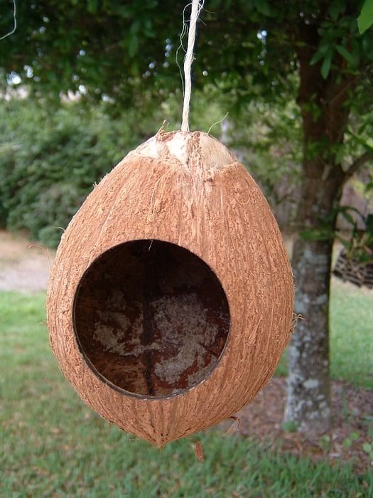 Coconut shell bird house