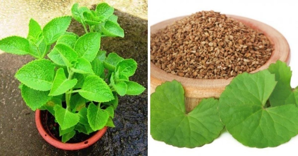 How to grow Ajwain in pots in Home know gardening tips