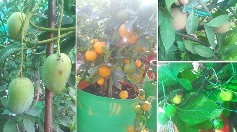 Fruits in Jyoti's Garden