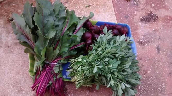 Fresh vegetables from Anish's Kitchen Garden