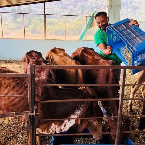 Anish feeding cows in Farm