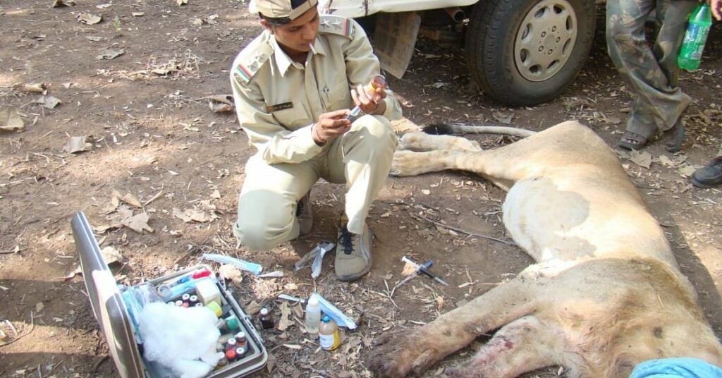 Rasila is saving life of wild animal