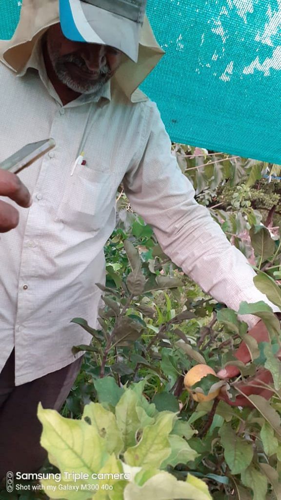 Shantilal with his apple in farm