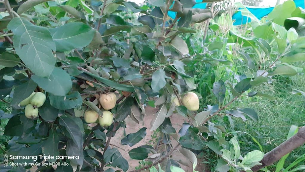 Apples in Kachchh desert