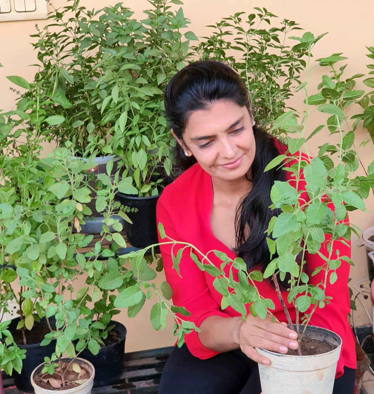 How to grow Tulsi Plant at Home from Cuttings and Seed