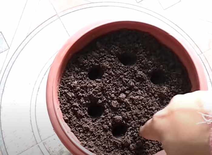 How to grow seeds