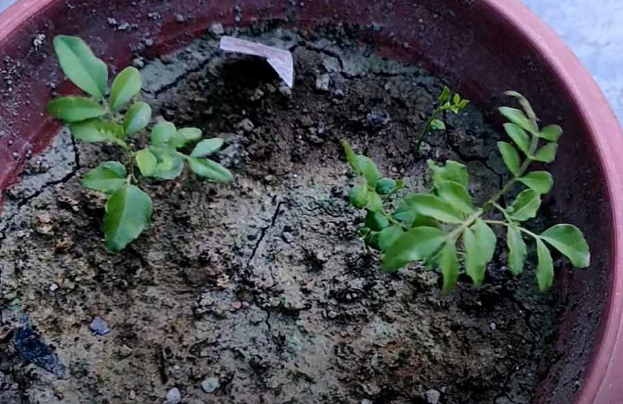 Curry leaves plant after one month