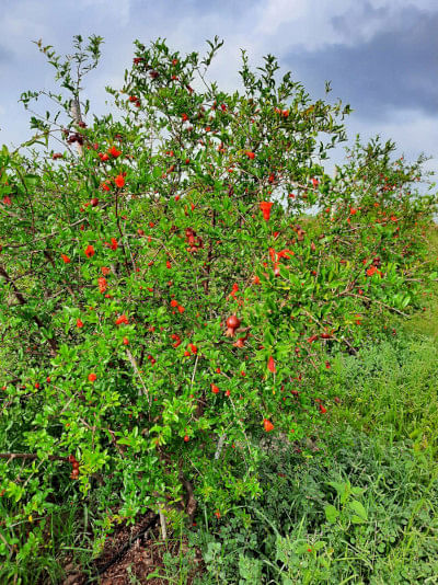 Pomegranate from organic farming 