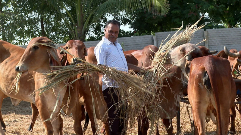 Mahendra Raval caring his cows