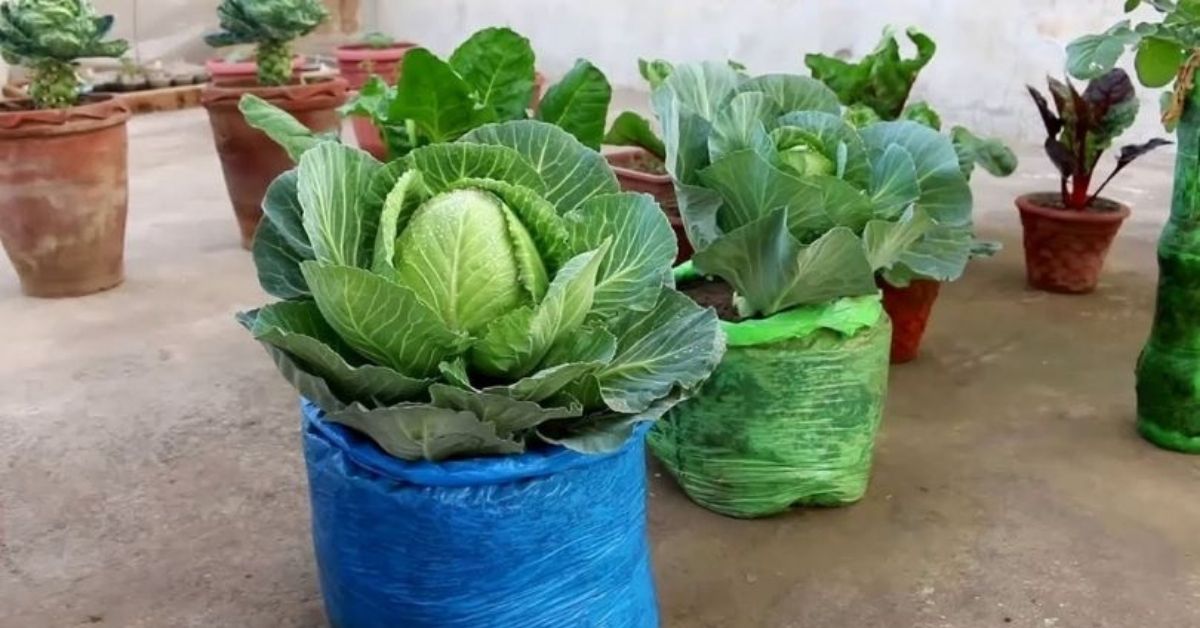 Grow Vegetables In December At Home To Get Organic Winter Veggies