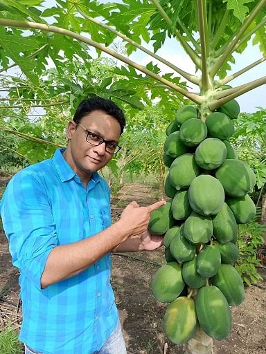 Papaya farming