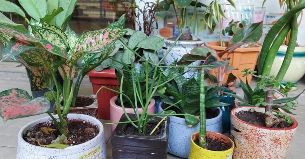 Indore Plants