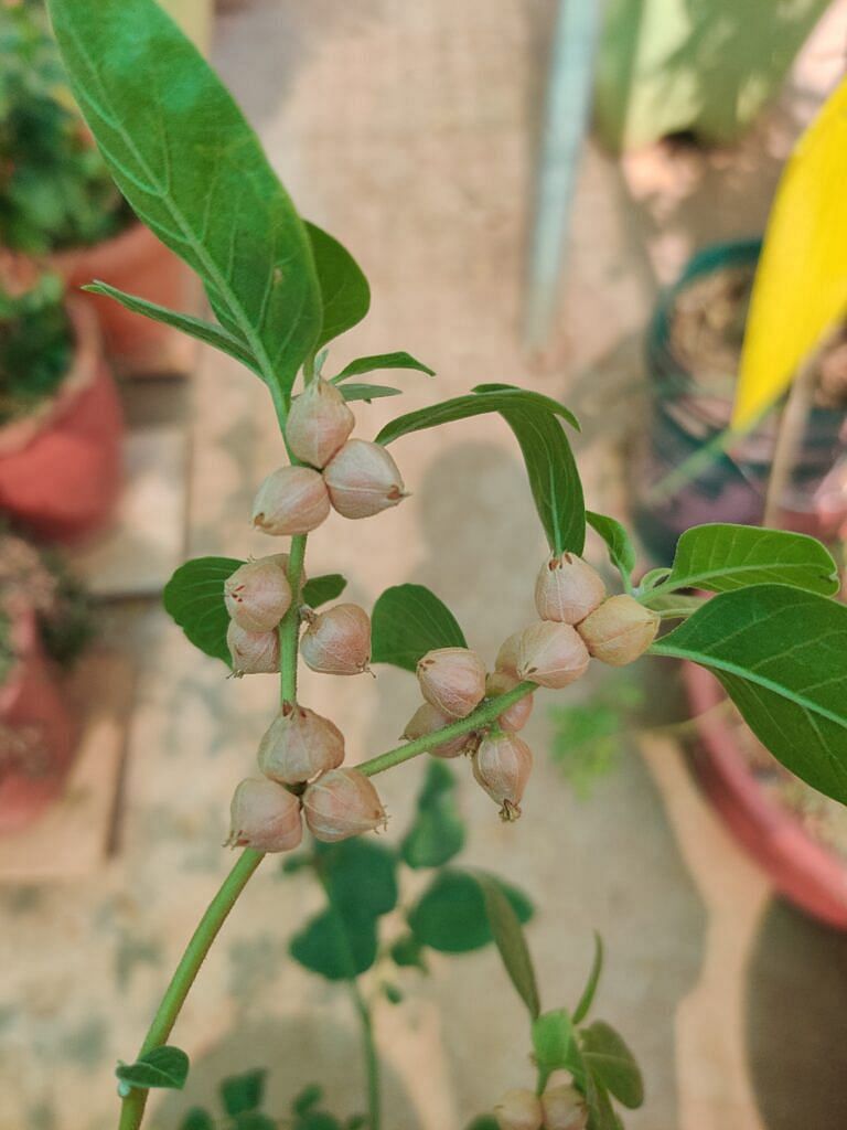 Ashwagandha Plant