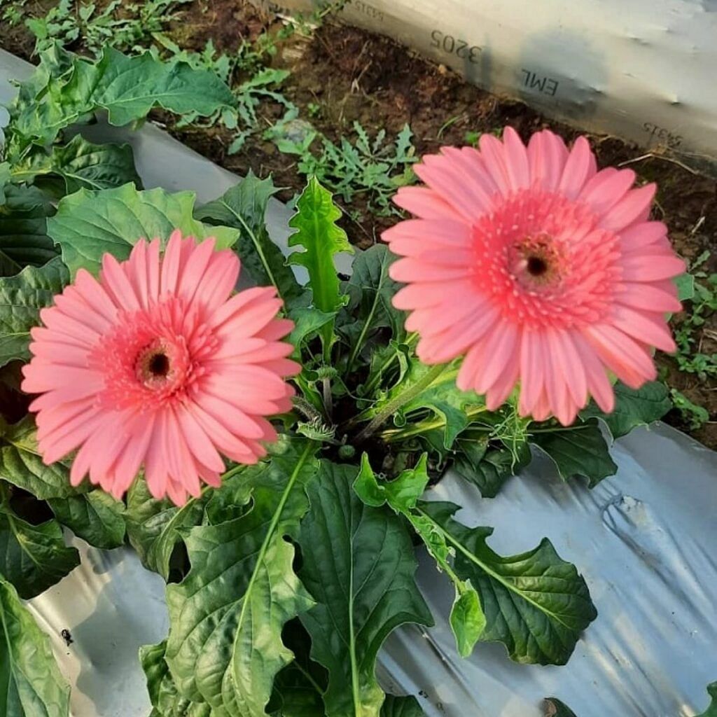 Gerbera-Flower