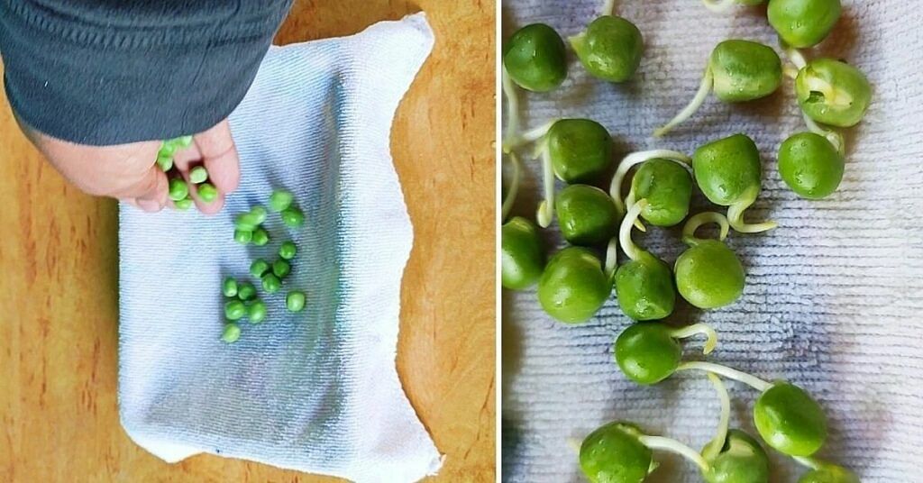 Home Grown Peas