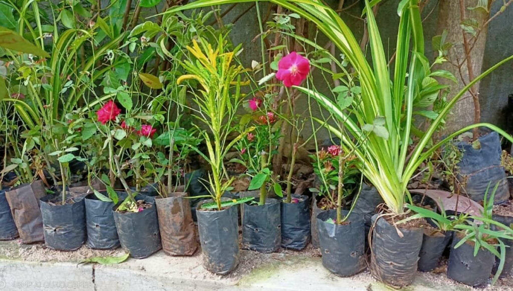 How to make garden at home
