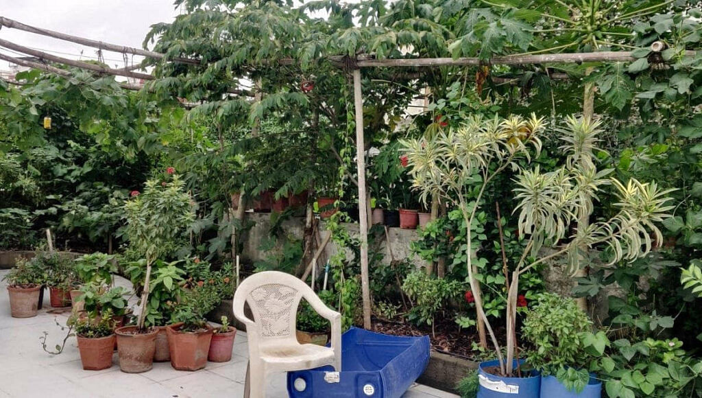 Terrace Vegetable Garden