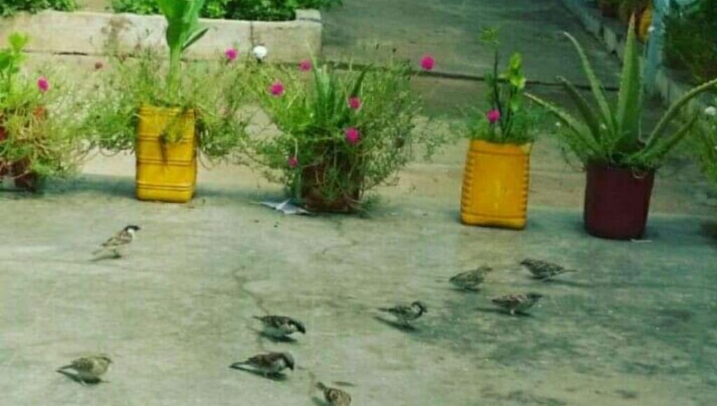 Save Sparrow
