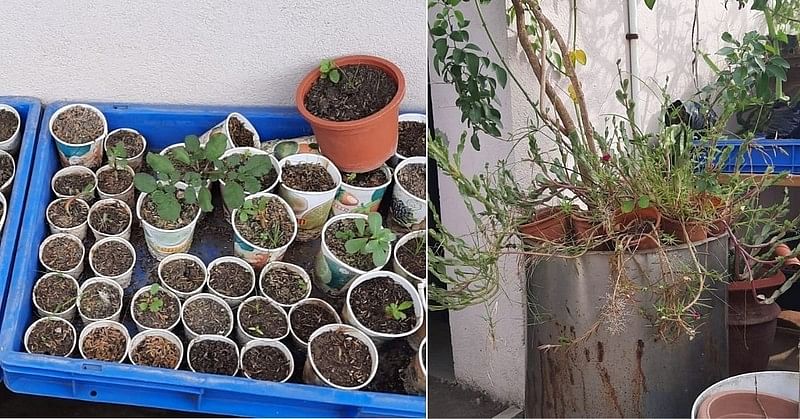 How To Start Terrace Gardening