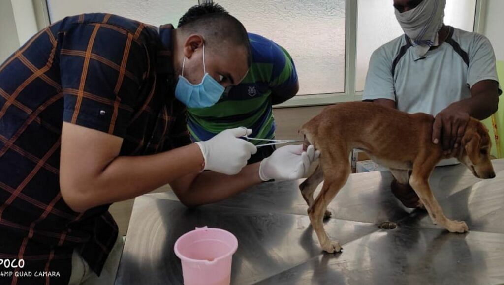 Free Veterinary Clinic For Dogs
