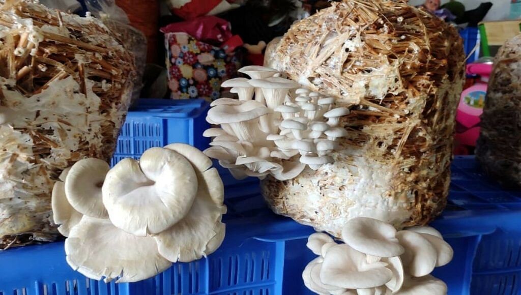 Mushroom Farming