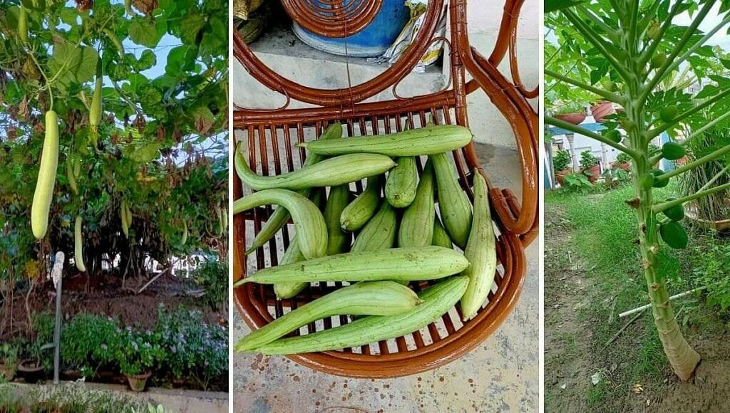 Growing Vegetables On Terrace