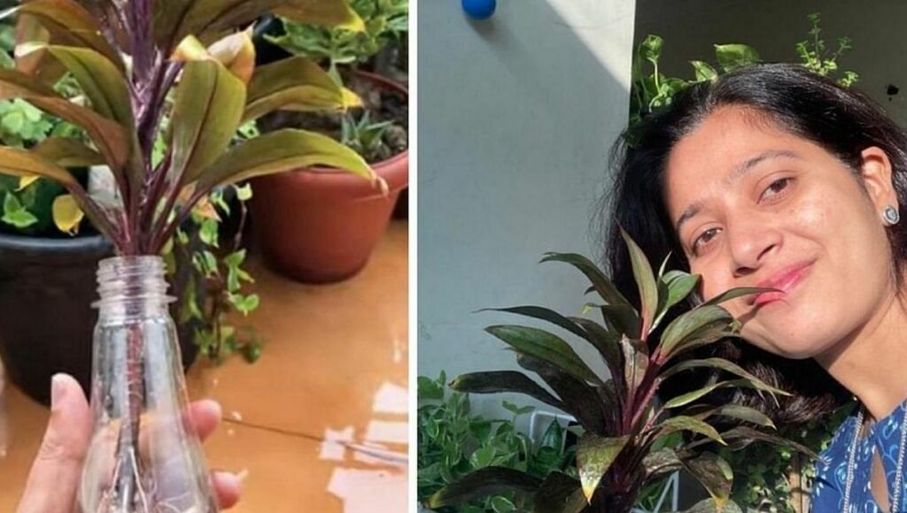 How To Grow Dracaena plant From Cutting By Sumita