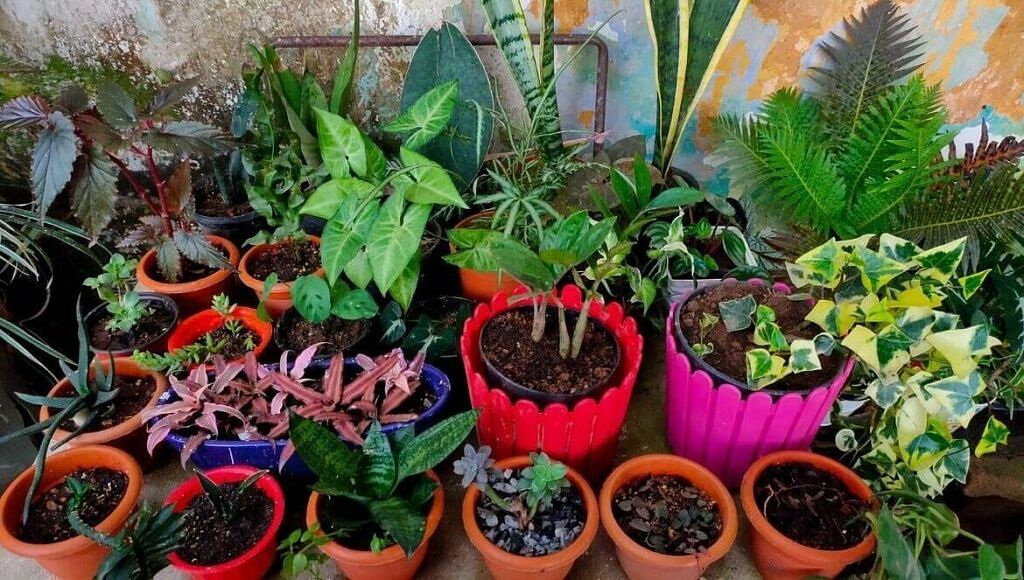 Plants In Pot