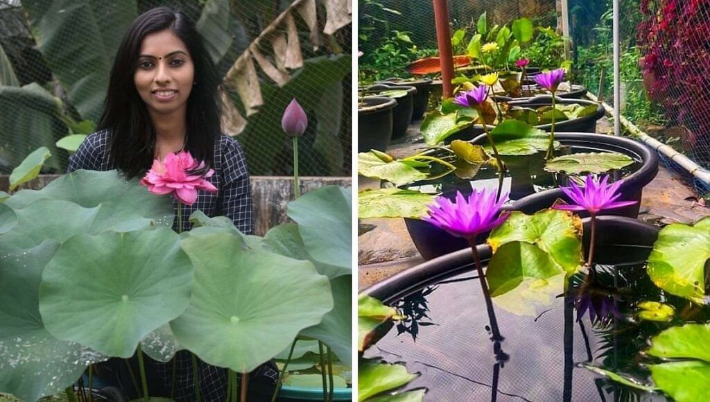 Grow Lily & Lotus In Home Garden By Neetu