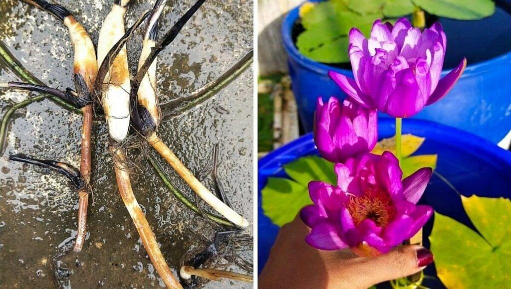 How To Grow Lotus