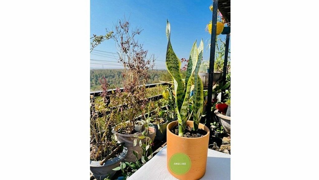 Grow Sansevieria From Cutting