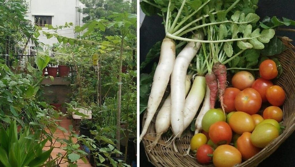 Growing Seasonal Vegetables
