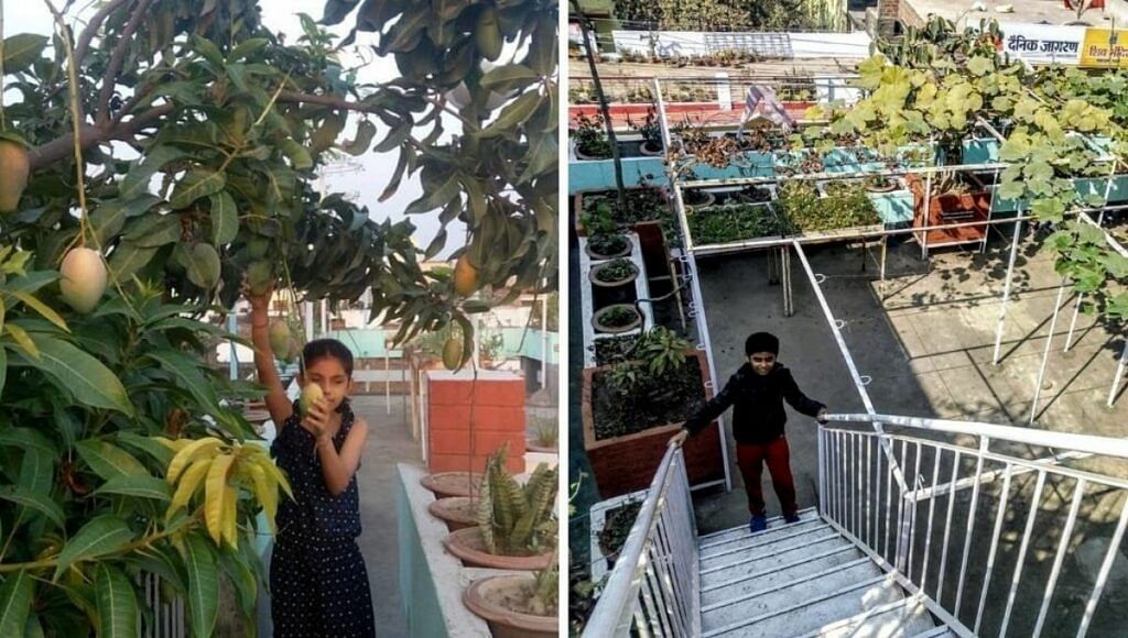 Mango Tree And Terrace Gardening 