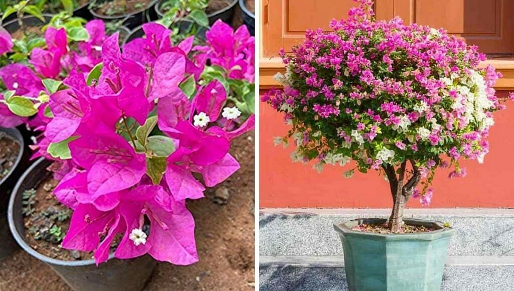 Grow Bougainvillea From Stem Cutting
